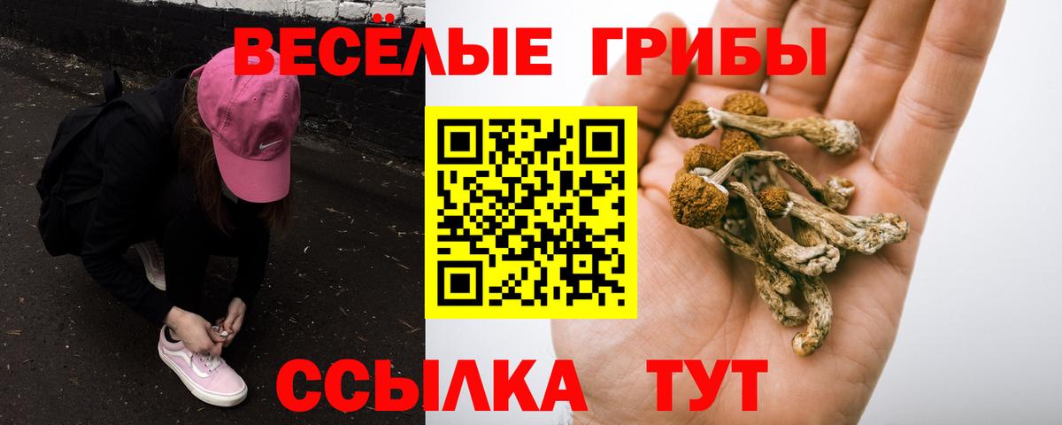 Псилоцибиновые грибы Psilocybe  где найти наркотики  Каменск-Уральский  Вход с VPN 